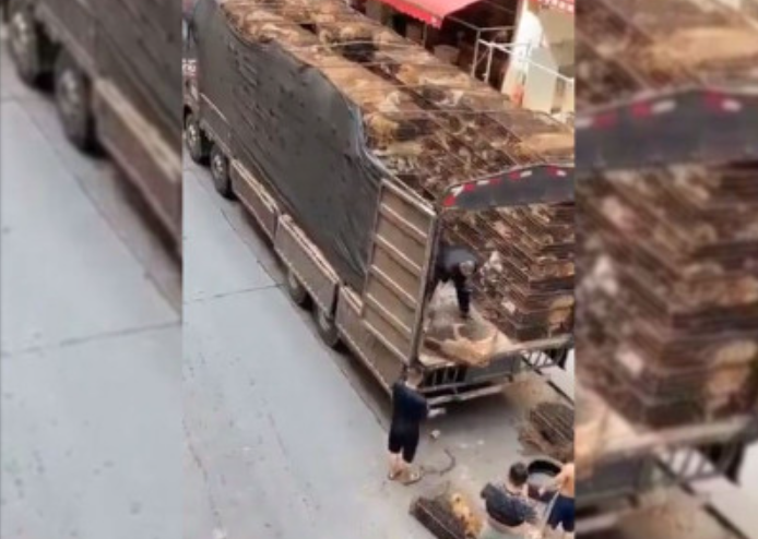 VIDEO desgarrador: descargan jaulas con perritos para venderlos en mercado de carne chino