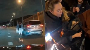 Bean, el chihuahua que paralizó a conductores de Nueva York luego de darse a la fuga (VIDEO)