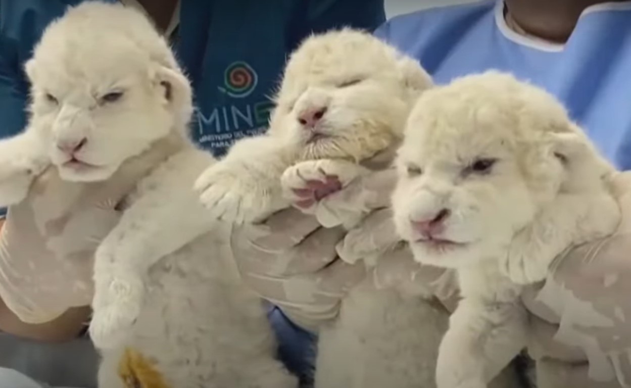 Los tres leones blancos cachorros forman parte de los únicos 100 de esta especie en todo el mundo