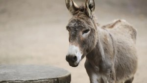 El fármaco chino que pone en peligro a los burros