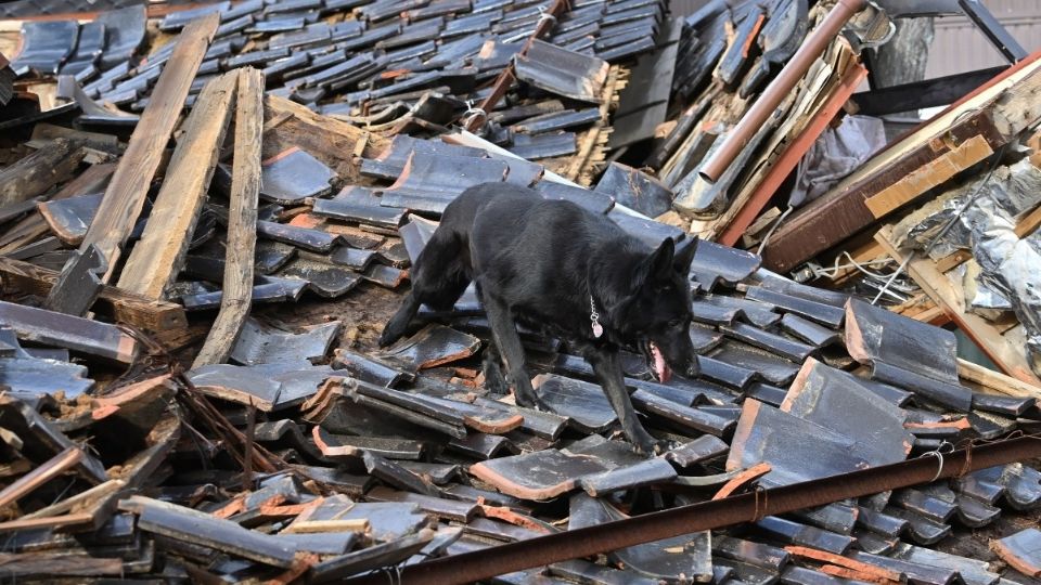 FOTOS: Elsa, la perrita rescatista que busca desaparecidos tras terremoto en Japón