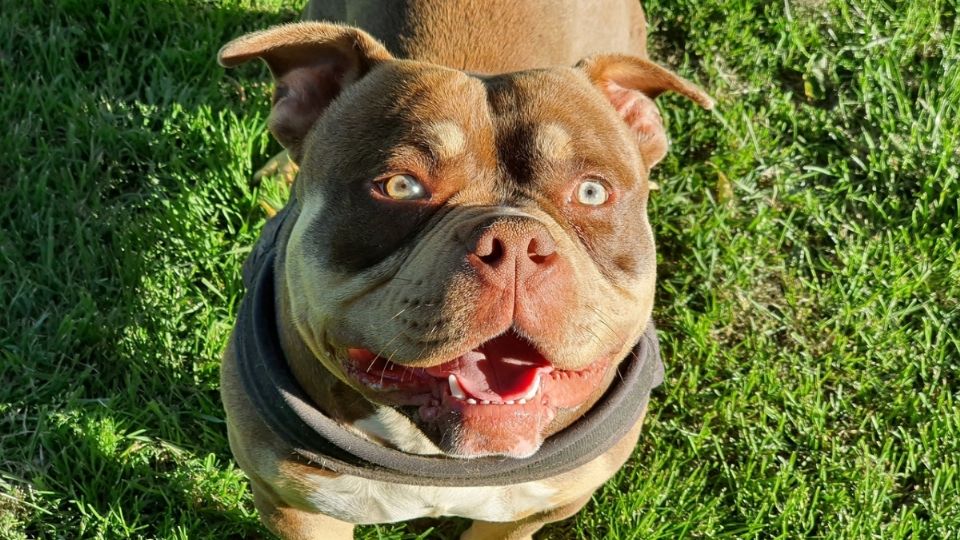 Reino Unido comienza el sacrificio de perros American Bully XL