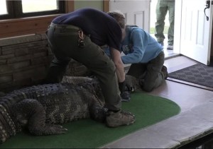 Confiscan enorme caimán enfermo que moraba en la piscina de una casa de Nueva York