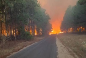 Gran incendio consume unas más de 2 mil hectáreas del bosque Uverito en Monagas