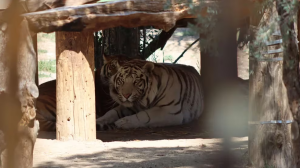 Autoridades tomaron residencia usada por sicarios en México que ocultaba grandes tigres de bengala