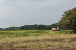 Productores de arroz en Calabozo denuncian atropellos por parte de la agroindustria