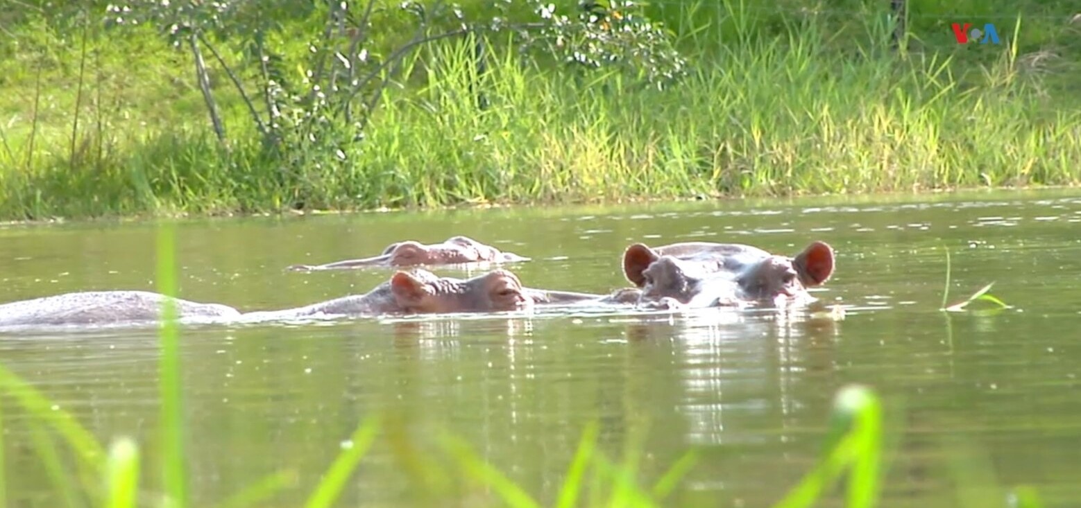 Los hipopótamos de Pablo Escobar y su abordaje desde el periodismo