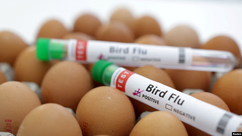 EEUU informó que “por ahora” no hay riesgo de pandemia por griper aviar