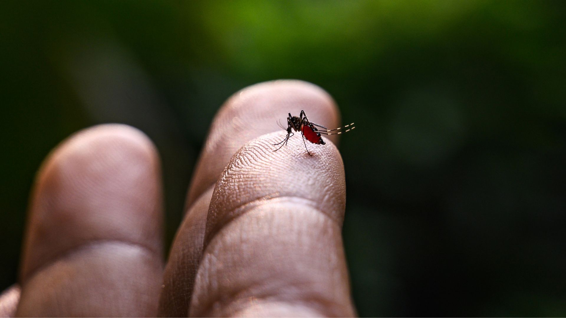Aumento de casos de dengue pone en alerta a Francia con miras a los JJOO