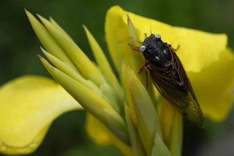 La invasión de este insecto en EEUU despertó curiosidad sobre su consumo como un snack