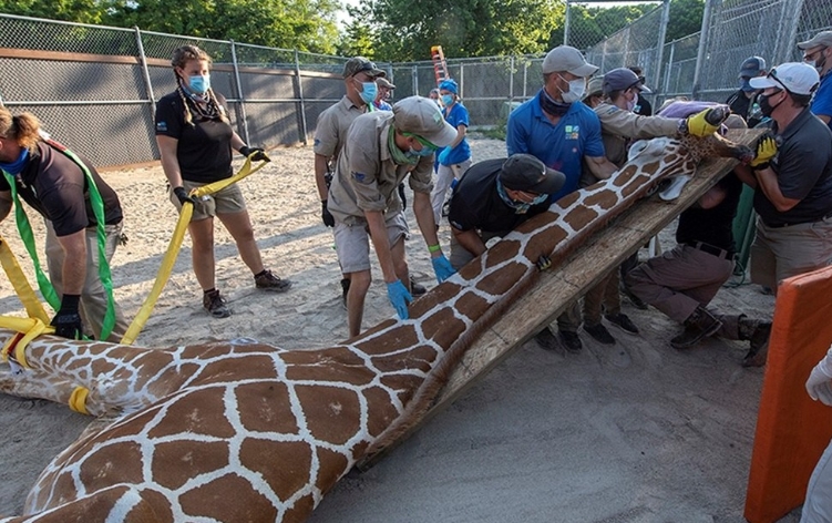 Una jirafa se fracturó las dos patas y se necesitaron 24 personas para curarla