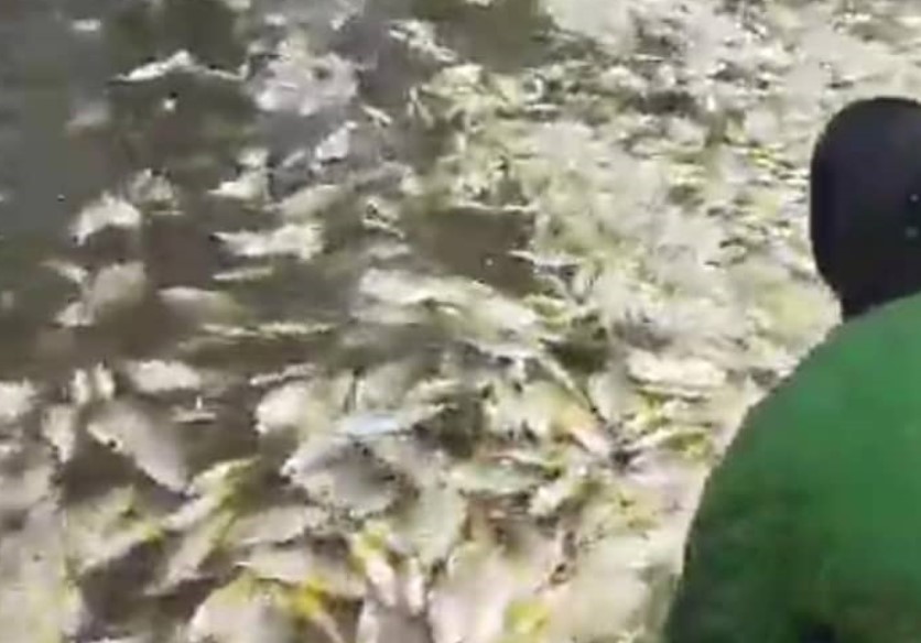 En Boca de Aroa tienen siete días recibiendo gran cantidad de pescados a orilla de playa
