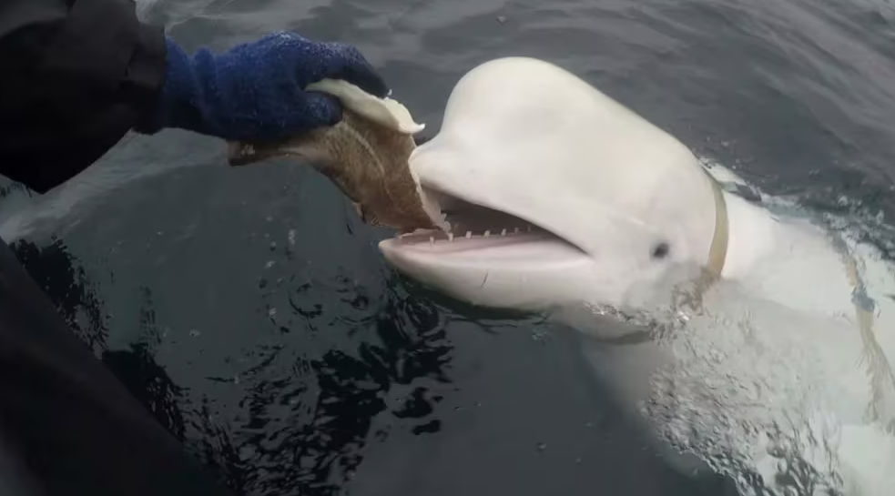 Hallaron el cadáver de la ballena blanca Hvaldimir, usada como espía por Rusia